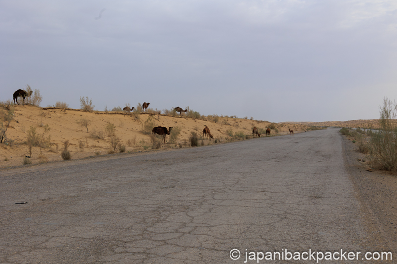 トルクメニスタン、カラクム砂漠のラクダ