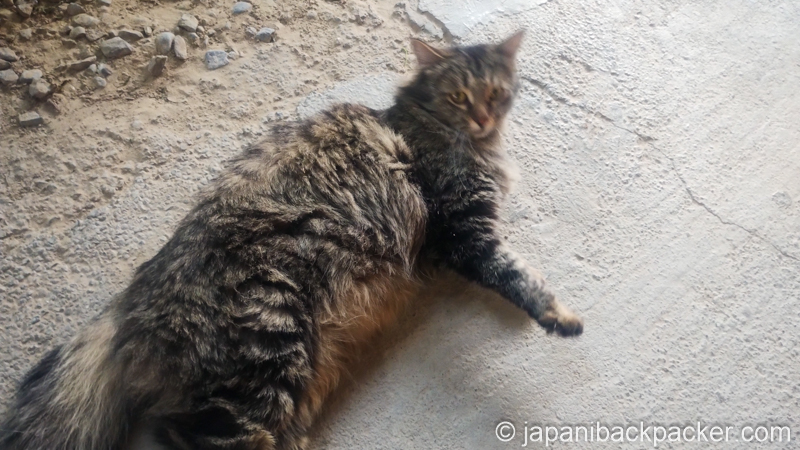 トルクメニスタン、ダルヴァザのキャンピングサイトの猫