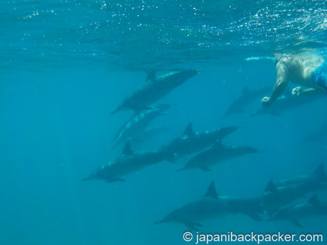 モーリシャスのドルフィンスイム