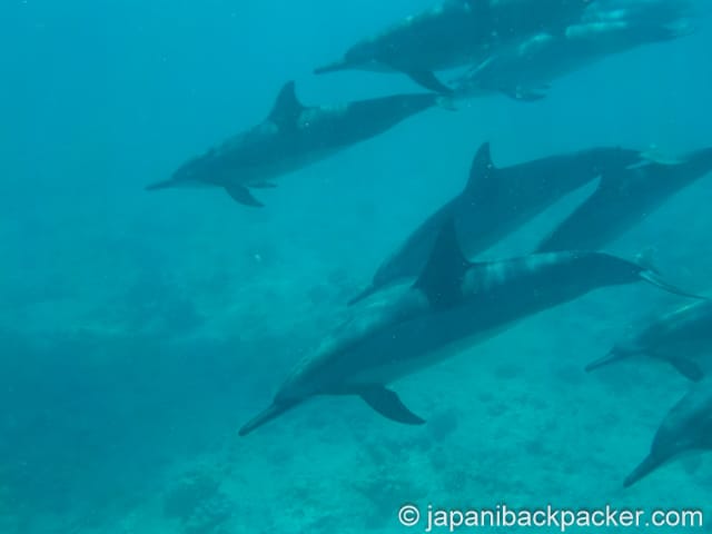 モーリシャスのドルフィンスイム