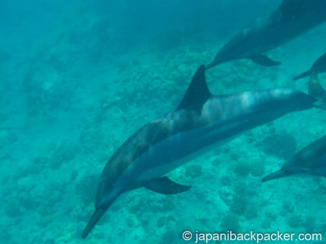 モーリシャスのドルフィンスイム