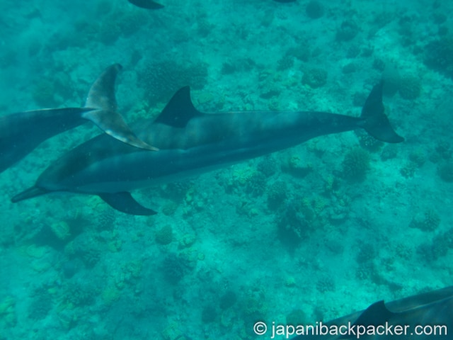 モーリシャスのドルフィンスイム