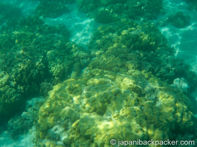 モーリシャスのサンゴ