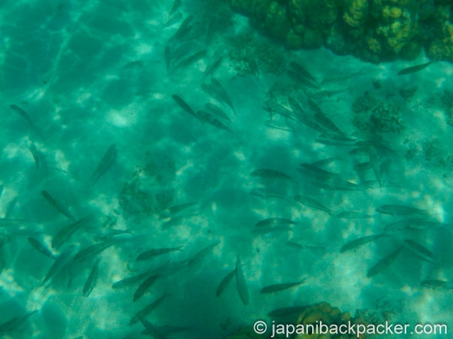 モーリシャスの小魚