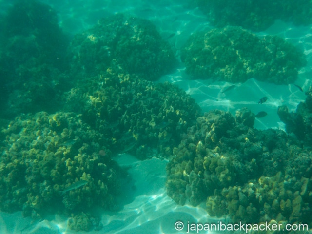 モーリシャスのサンゴ