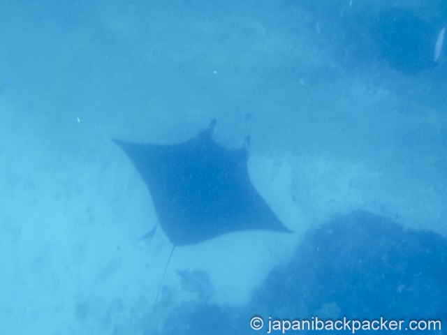 ペニダ島のマンタ