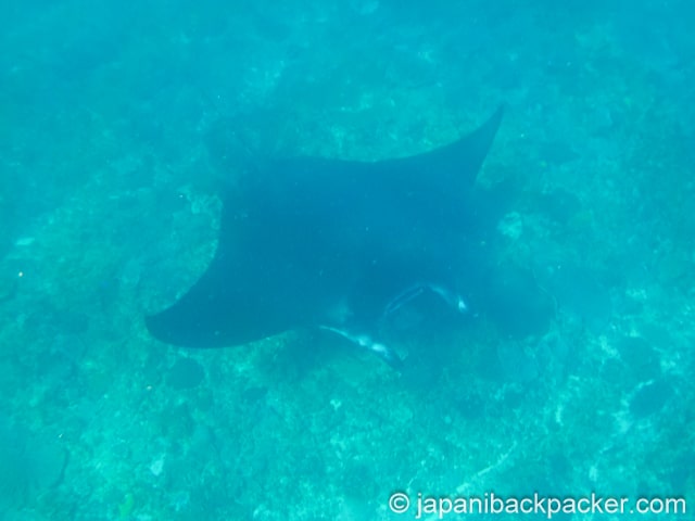 ペニダ島のマンタ