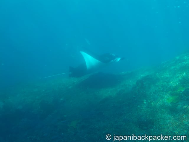 ペニダ島のマンタ