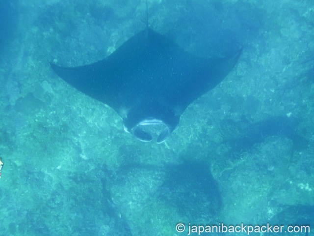ペニダ島のマンタ