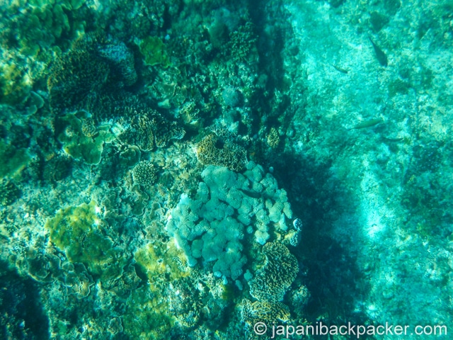 ペニダ島のサンゴ