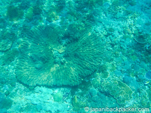ペニダ島のサンゴ