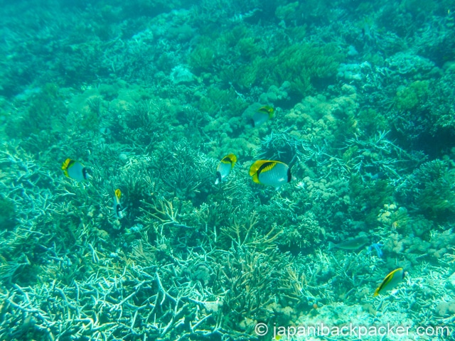 ペニダ島のサンゴと魚