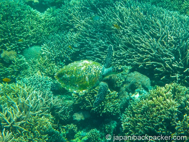 ペニダ島のウミガメ