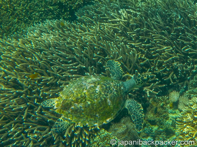 ペニダ島のウミガメ