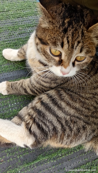 モンゴルのサービスエリアの猫