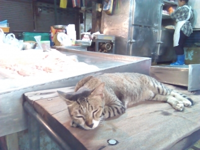 クロントゥーイ市場の猫