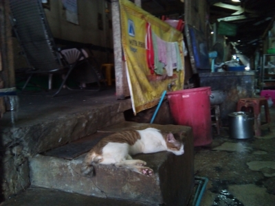 クロントゥーイ市場の猫
